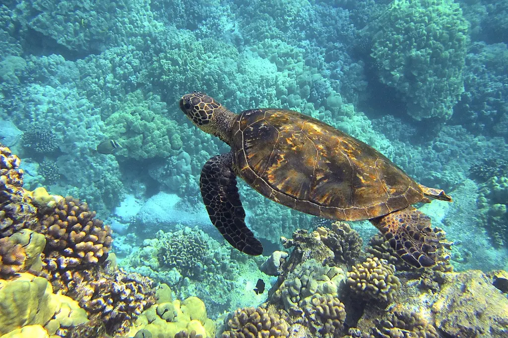 snorkel with turtles